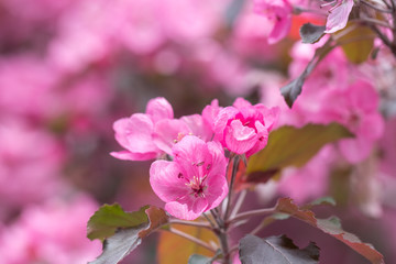 spring blooms in a plum tree