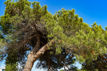 Pine tree