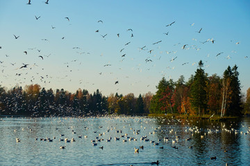 flock of birds on lake
