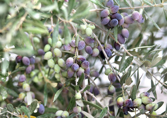 Olives on the tree against blue sky. Selective Focus.branches of olives