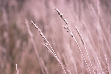 Fototapeta premium Trawa z mrozem. Zima nadeszła nieoczekiwanie. Suszona trawa. nakrycie głowy, tło
