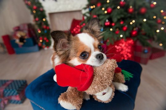 cute chihuahua dog with teddy bear in santa hat in new year decoration