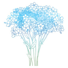 Vector bouquet with outline Forget me not or Myosotis flower bunch, bud and leaf in pastel blue isolated on white background. Wildflower Forget me not in contour style for spring design.
