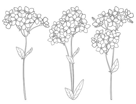 Vector set with outline Forget me not or Myosotis flower bunch, bud and leaf in black isolated on white background. Wildflower Forget me not in contour style for spring design or coloring book.