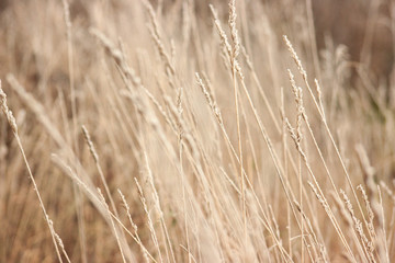 Grass with frost. Winter came unexpectedly. Dried grass. headpiece, background