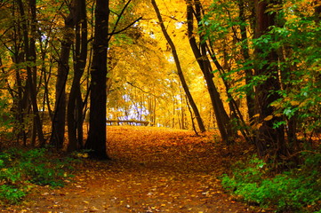 Autumn in the woods