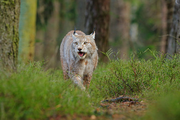 Lynx in green forest. Wildlife scene from nature. Walking Eurasian lynx, animal behaviour in habitat. Wild cat from Germany. Wild Bobcat between the trees. Hunting carnivore in autumn grass.