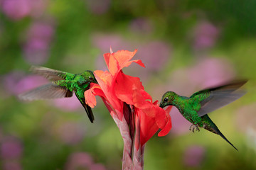 Nice hummingbird Green-crowned Brilliant , Heliodoxa jacula, flying next to beautiful orange flower with ping flowers in the background, La Paz, Costa Rica.