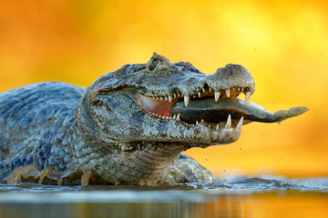 Yacare Kaiman, Krokodil mit Fisch in mit offener Schnauze mit großen Zähnen, Pantanal, Brasilien. Detailporträt des Gefahrenreptils. Kaiman mit Piranha. Krokodilfangfische im Flusswasser, Abendlicht.