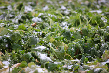 frozen winter on field. snow lies on green leaves. large green field