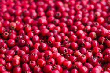  Picked red ripe berries of a hawthorn