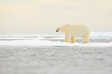 Polar bear on drift ice edge with snow and water in Norway sea. White animal in the nature habitat, Europe. Wildlife scene from nature. Dangerous bear walking on the ice, beautiful evening sky. © ondrejprosicky