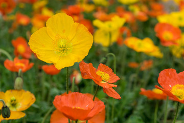 Fototapeta premium Mohnblumen