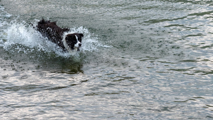 The Australian Shepherd dog plays and floats in the lake.