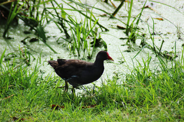 Uccello di lago maschio