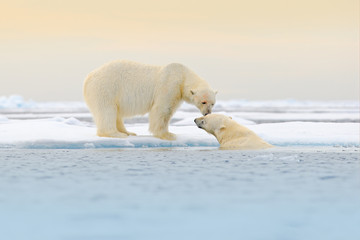 Two Polar bears relaxed on drifting ice with snow, white animals in the nature habitat, Svalbard, Norway. Two animals playing in snow, Arctic wildlife. Funny image from nature.