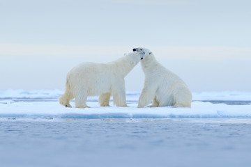 Two Polar bears relaxed on drifting ice with snow, white animals in the nature habitat, Svalbard, Norway. Two animals playing in snow, Arctic wildlife. Funny image from nature. © ondrejprosicky