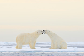 Two Polar bears relaxed on drifting ice with snow, white animals in the nature habitat, Svalbard, Norway. Two animals playing in snow, Arctic wildlife. Funny image from nature. © ondrejprosicky