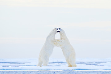 Ours polaire dansant sur la glace. Deux ours polaires aiment sur la glace à la dérive avec de la neige, des animaux blancs dans l& 39 habitat naturel, Svalbard, Norvège. Animaux jouant dans la neige, faune arctique. Image drôle de la nature.