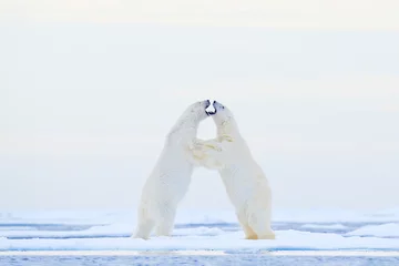 Crédence de cuisine en verre imprimé Ours polaire Ours polaire dansant sur la glace. Deux ours polaires aiment sur la glace à la dérive avec de la neige, des animaux blancs dans l& 39 habitat naturel, Svalbard, Norvège. Animaux jouant dans la neige, faune arctique. Image drôle de la nature.