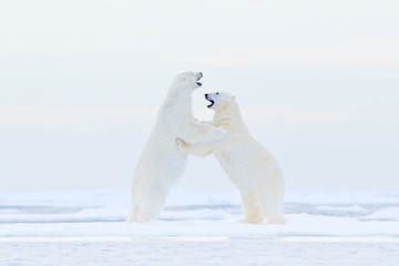 Fototapeta na wymiar Polar bear dancing on the ice. Two Polar bears love on drifting ice with snow, white animals in the nature habitat, Svalbard, Norway. Animals playing in snow, Arctic wildlife. Funny image from nature.