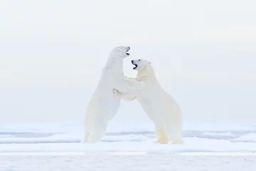 Crédence de cuisine en verre imprimé Ours polaire Ours polaire dansant sur la glace. Deux ours polaires aiment sur la glace à la dérive avec de la neige, des animaux blancs dans l& 39 habitat naturel, Svalbard, Norvège. Animaux jouant dans la neige, faune arctique. Image drôle de la nature.