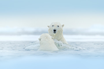 Polar bears playing in the water with ice. White animals fight in the nature habitat, Svalbard, Norway. Bears playing in snow, Arctic wildlife. Funny image from nature. Arctic wildlife.