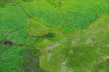 Aerial landscape in Okavango delta, Botswana. Lakes and rivers, view from airplane. Green vegetation in South Africa. Trees with water in rainy season.