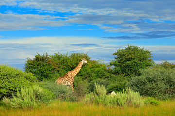 Fototapeta premium Giraffe, green vegetation with animal. Wildlife scene from nature, Okavango, Botswana, Africa.