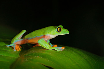 Agalychnis annae, Golden-eyed Tree Frog, green and blue frog on leave, Costa Rica. Wildlife scene from tropical jungle. Forest amphibian in nature habitat. Dark background.