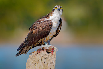 Osprey with fish. Bird of prey Osprey, Pandion haliaetus, feeding on caught fish, Peru. Wildlife scene from nature. Eagle with dead fish.