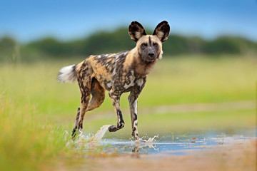 Wildlife from Zambia, Mana Pools. African wild dog, walking in the water on the road. Hunting...