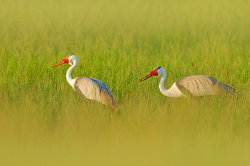 Wattled crane, Grus carunculata, with red head, wildlife from Okavango delta, Moremi, Botswana. Big bird in the nature habitat, green meadow. Wildlife Africa. Three birds in the water grass.