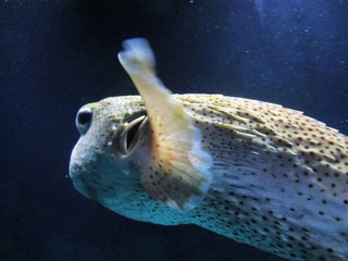 puffer fish © Alisha