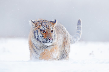 Obraz premium Tygrys w dzikiej zimowej naturze, biegający w śniegu. Tygrys syberyjski, Panthera tigris altaica. Scena dzikiej przyrody z niebezpiecznym zwierzęciem. Zimna zima w tajdze, Rosja. Płatki śniegu z dzikim kotem.