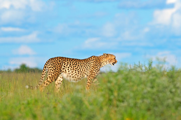 Cheetah in grass, blue sky with clouds. Spotted wild cat in nature habitat. Cheetah, Acinonyx jubatus, walking wild cat. Fastest mammal on the land, Botswana, Africa. African nature, wet season.
