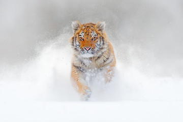 Tigre courant dans la neige, nature sauvage de l& 39 hiver. Tigre de l& 39 Amour de Sibérie, Panthera tigris altaica, scène de la faune avec un animal dangereux. Hiver froid dans la taïga, Russie. Flocons de neige blancs avec chat sauvage.