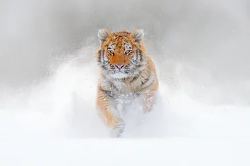 Papier Peint photo Lavable Tigre Tigre courant dans la neige, nature sauvage de l& 39 hiver. Tigre de l& 39 Amour de Sibérie, Panthera tigris altaica, scène de la faune avec un animal dangereux. Hiver froid dans la taïga, Russie. Flocons de neige blancs avec chat sauvage.