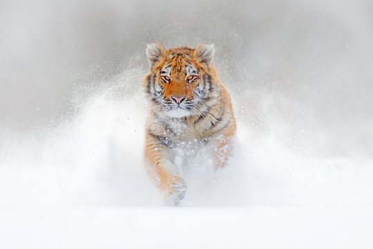 Fototapeta Tiger running in the snow, wild winter nature. Siberian Amur tiger, Panthera tigris altaica, wildlife scene with dangerous animal. Cold winter in taiga, Russia. White Snowflakes with wild cat.