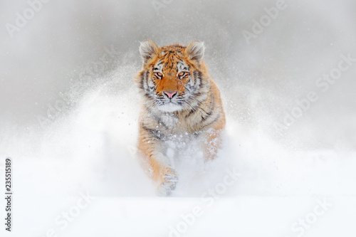 Tiger Running In The Snow Wild Winter Nature Siberian Amur