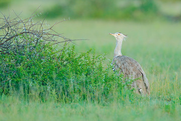 Kori bustard, Ardeotis kori, largest flying bird native to Africa. Bird in the grass, evening light, Okavango delta, Moremi, Botswana. Wildlife scene from African nature. Bird in the grass habitat.