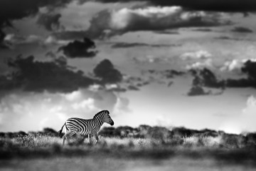Fototapeta na wymiar Zebra with dark storm sky. Burchell's zebra, Equus quagga burchellii, Nxai Pan National Park, Botswana, Africa. Wild animal on the meadow. Wildlife nature, African safari. Black and white art photo.