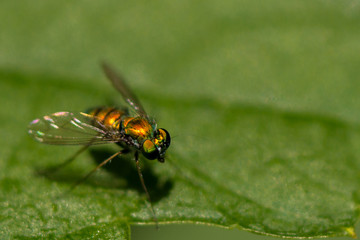 Fly Landing on a Green Leave