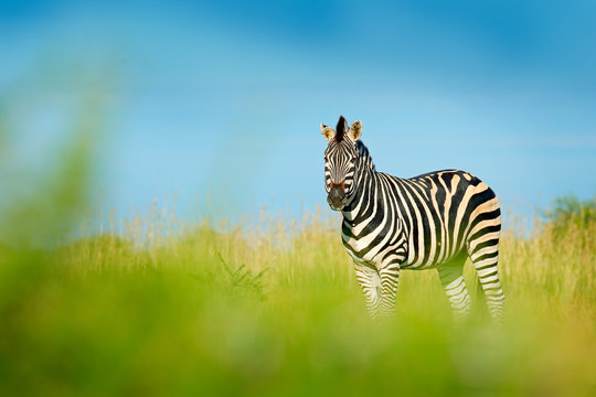 Fototapeta Zebra with blue storm sky with clouds. Burchell's zebra, Equus quagga burchellii, Nxai Pan National Park, Botswana, Africa. Wild animal on the green meadow. Wildlife nature on African safari.