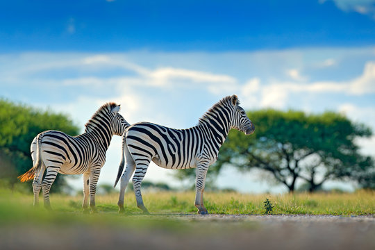 Two zebras in wild Africa. Zebra with blue storm sky. Burchell's zebra, Equus quagga burchellii, Nxai Pan National Park, Botswana, Africa. Wild animal on the green meadow. Wildlife nature.