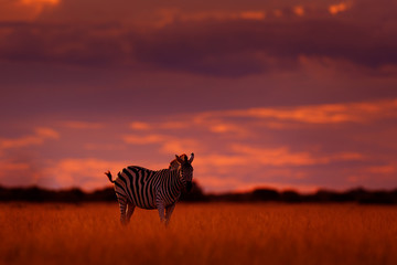 Fototapeta na wymiar Orange sunset with zebra. Wild animal on the green meadow during sunset. Wildlife nature, beautiful evening light. Zebra with blue storm sky. Burchell's zebra, Mana Pools, Zimbabwe.