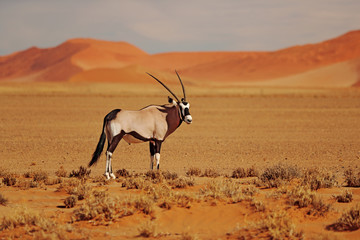 Gemsbok with oraqnge sand dune evening sunset. Gemsbuck, Oryx gazella, large antelope in nature...