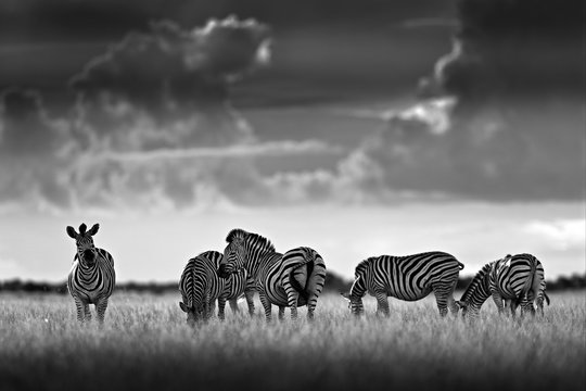 Fototapeta Zebra with dark storm sky. Burchell's zebra, Equus quagga burchellii, Nxai Pan National Park, Botswana, Africa. Wild animal on the meadow. Wildlife nature, African safari. Black and white art photo.