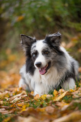 Border collie dog lying in autumn leaves