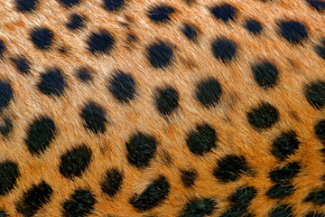 Cheetah fur coat spotted detail.  Acinonyx jubatus, detail close-up portrait of wild cat. Fastest...